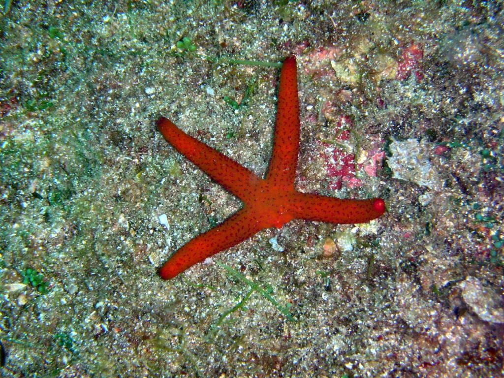 Echinaster sepositus a 4 braccia e una albina!